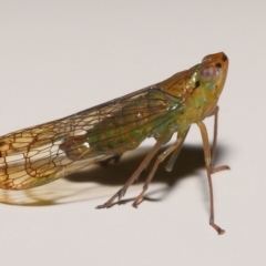 Unidentified Leafhopper or planthopper (Hemiptera, several families) at Wellington Point, QLD - 4 Aug 2023 by TimL