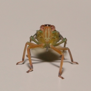Magia subocellata at Wellington Point, QLD - suppressed