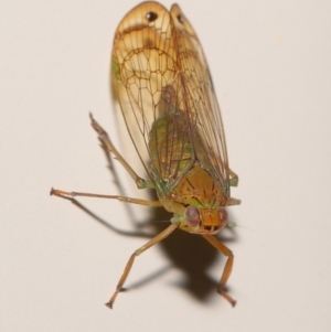 Magia subocellata at Wellington Point, QLD - suppressed