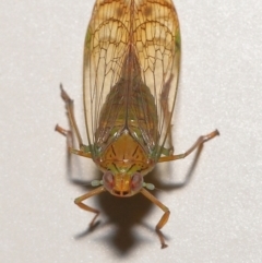 Magia subocellata at Wellington Point, QLD - suppressed