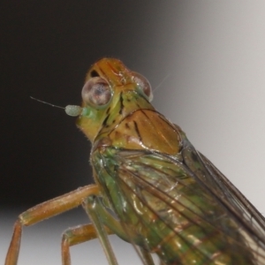 Magia subocellata at Wellington Point, QLD - suppressed