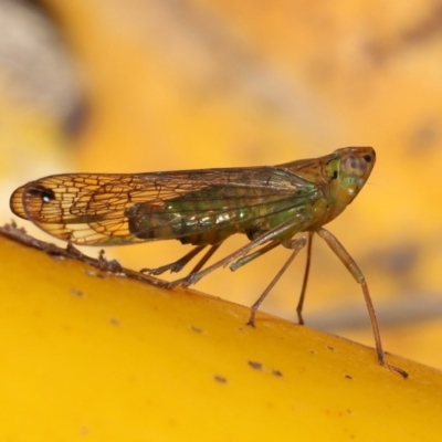 Cicadellidae (family) at Wellington Point, QLD - 4 Aug 2023 by TimL
