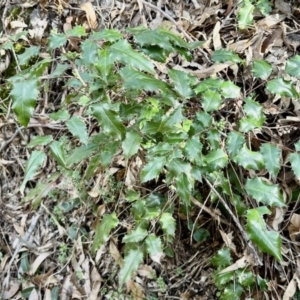 Berberis aquifolium at Belconnen, ACT - 7 Aug 2023
