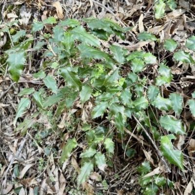 Berberis aquifolium (Oregon Grape) at Aranda Bushland - 7 Aug 2023 by KMcCue