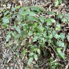Berberis aquifolium (Oregon Grape) at Belconnen, ACT - 7 Aug 2023 by KMcCue