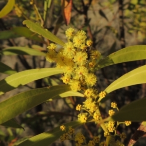 Acacia rubida at Tuggeranong, ACT - 7 Aug 2023 04:16 PM