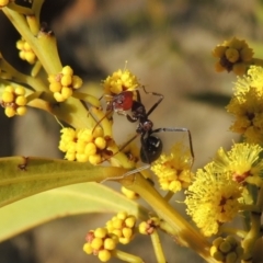 Iridomyrmex purpureus (Meat Ant) at Pine Island to Point Hut - 7 Aug 2023 by michaelb