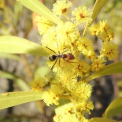 Iridomyrmex purpureus at Tuggeranong, ACT - 7 Aug 2023