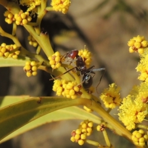 Iridomyrmex purpureus at Tuggeranong, ACT - 7 Aug 2023