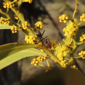 Iridomyrmex purpureus at Tuggeranong, ACT - 7 Aug 2023