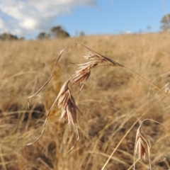 Themeda triandra (Kangaroo Grass) at Tuggeranong, ACT - 7 Aug 2023 by MichaelBedingfield