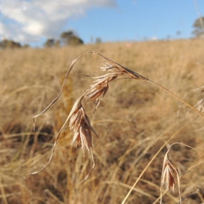 Themeda triandra (Kangaroo Grass) at Tuggeranong, ACT - 7 Aug 2023 by MichaelBedingfield