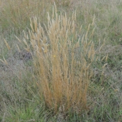 Anthoxanthum odoratum (Sweet Vernal Grass) at Tidbinbilla Nature Reserve - 17 Jan 2023 by michaelb