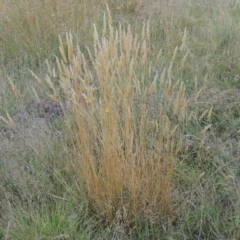 Anthoxanthum odoratum (Sweet Vernal Grass) at Paddys River, ACT - 17 Jan 2023 by michaelb