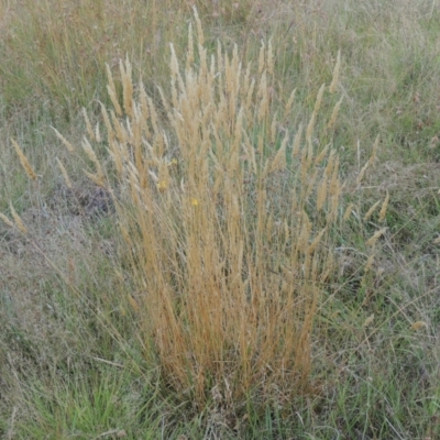 Anthoxanthum odoratum (Sweet Vernal Grass) at Paddys River, ACT - 17 Jan 2023 by MichaelBedingfield