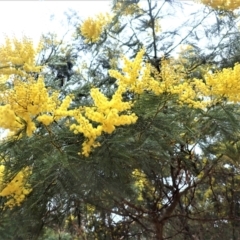 Acacia decurrens (Green Wattle) at Wingello State Forest - 7 Aug 2023 by plants