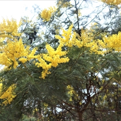 Acacia decurrens (Green Wattle) at Wingello State Forest - 7 Aug 2023 by plants