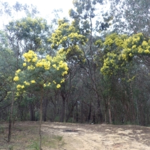 Acacia decurrens at Wingello, NSW - 7 Aug 2023
