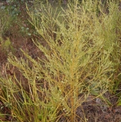 Olax stricta (Olax) at Wingello, NSW - 7 Aug 2023 by plants