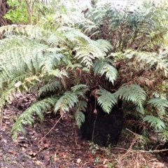 Todea barbara (King Fern) at Wingecarribee Local Government Area - 7 Aug 2023 by plants