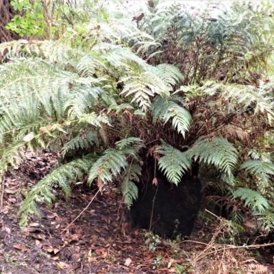 Todea barbara (King Fern) at Wingello State Forest - 7 Aug 2023 by plants