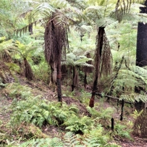 Cyathea australis subsp. australis at Wingello, NSW - suppressed