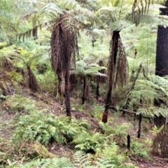 Cyathea australis subsp. australis (Rough Tree Fern) at Wingello, NSW - 7 Aug 2023 by plants