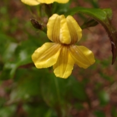 Goodenia ovata (Hop Goodenia) at Wingello - 7 Aug 2023 by plants