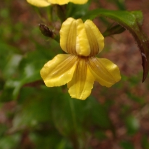 Goodenia ovata at Wingello, NSW - 7 Aug 2023
