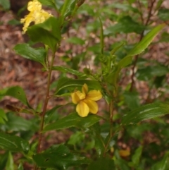 Goodenia ovata at Wingello, NSW - 7 Aug 2023 12:52 PM
