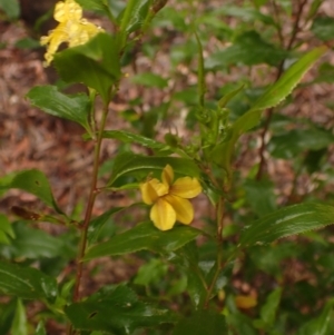 Goodenia ovata at Wingello, NSW - 7 Aug 2023 12:52 PM