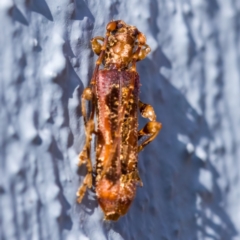 Tessaromma undatum (Velvet eucalypt longhorn beetle) at Paddys River, ACT - 2 Aug 2023 by CanberraDSN