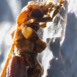 Tessaromma undatum at Paddys River, ACT - 2 Aug 2023