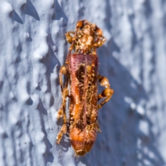 Tessaromma undatum at Paddys River, ACT - 2 Aug 2023