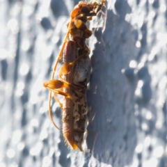 Tessaromma undatum at Paddys River, ACT - 2 Aug 2023 02:50 PM