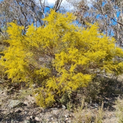 Acacia buxifolia subsp. buxifolia (Box-leaf Wattle) at Tuggeranong, ACT - 8 Aug 2023 by Mike