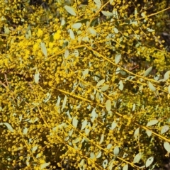 Acacia buxifolia subsp. buxifolia at Tuggeranong, ACT - 8 Aug 2023