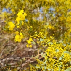 Acacia buxifolia subsp. buxifolia at Tuggeranong, ACT - 8 Aug 2023