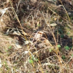 Themeda triandra (Kangaroo Grass) at Farrer Ridge - 8 Aug 2023 by Mike