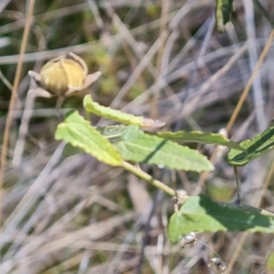 Pavonia hastata at Farrer, ACT - 8 Aug 2023 11:47 AM