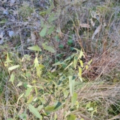 Pavonia hastata at Farrer, ACT - 8 Aug 2023