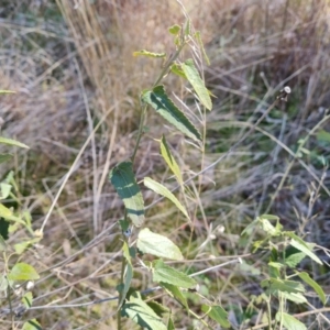 Pavonia hastata at Farrer, ACT - 8 Aug 2023 11:47 AM