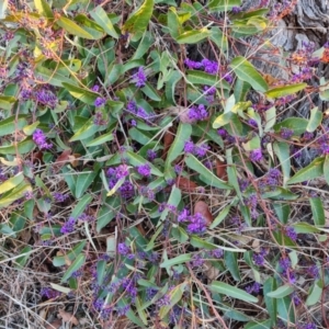 Hardenbergia violacea at Farrer, ACT - 7 Aug 2023