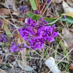 Hardenbergia violacea at Farrer, ACT - 7 Aug 2023
