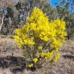 Acacia boormanii (Snowy River Wattle) at Farrer Ridge - 8 Aug 2023 by Mike