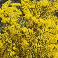 Acacia boormanii at Tuggeranong, ACT - 8 Aug 2023