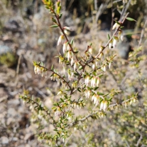 Leucopogon fletcheri subsp. brevisepalus at Tuggeranong, ACT - 8 Aug 2023