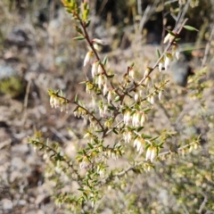 Leucopogon fletcheri subsp. brevisepalus (Twin Flower Beard-Heath) at Farrer Ridge - 8 Aug 2023 by Mike