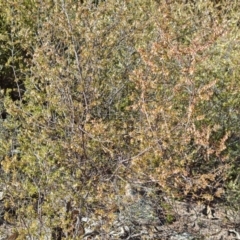 Styphelia fletcheri subsp. brevisepala at Tuggeranong, ACT - 8 Aug 2023 12:20 PM