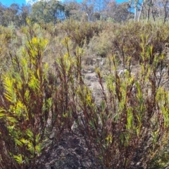 Stypandra glauca (Nodding Blue Lily) at Farrer Ridge - 8 Aug 2023 by Mike